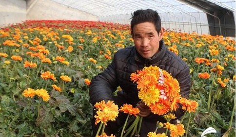 微信搭起愛(ài)心橋 臨沂平邑2萬(wàn)支扶貧鮮花僅2天銷售一空